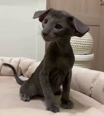 고양이임. 암튼 고양이임